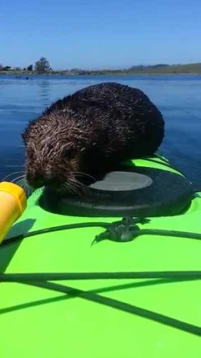 Baby otter climbs aboard a kayak