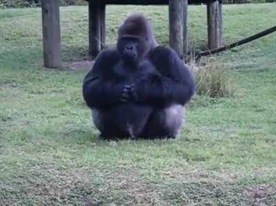 Lowland gorilla at Miami zoo uses sign language to tell someone that he's not allowed to be fed by visitors.