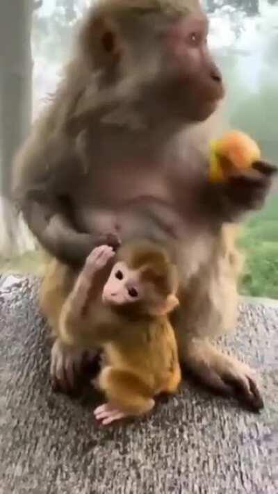 MONKEY SHARE UNLIKE SELFISH HOOMAN