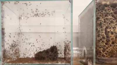 1 Month Timelapse - Atta Cephalotes (Leaf Cutter Ants) Growing their second fungus garden