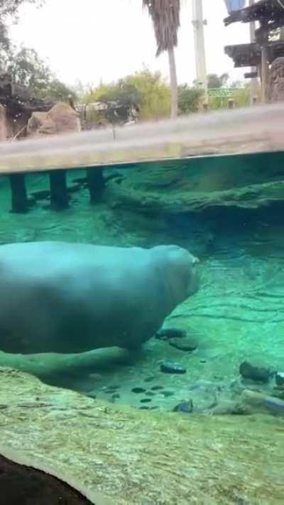 Would you swim with a hippo?