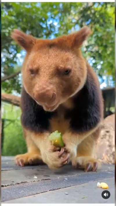 The Baby Tree Kangaroo, an animal you probably didn't know existed