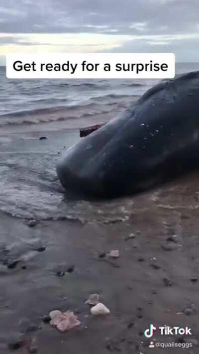 Went to see the beached whales off of the UK coast today.