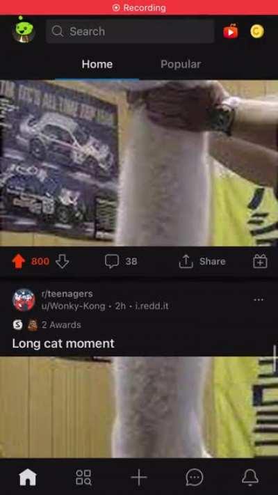 Blessed_Long Cat