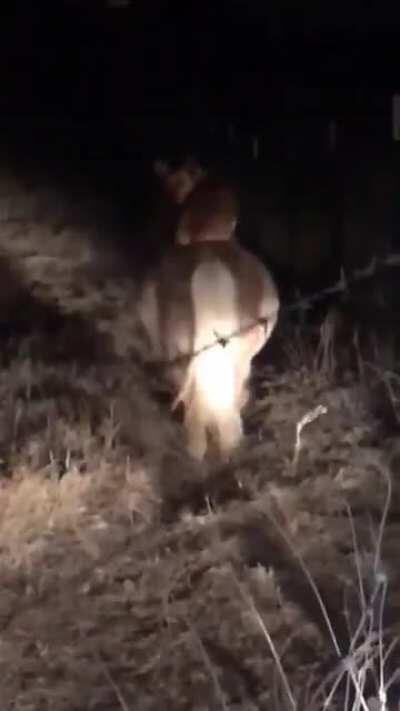 Neighbor's Corgi was sneaking onto her property at night and riding her pony.