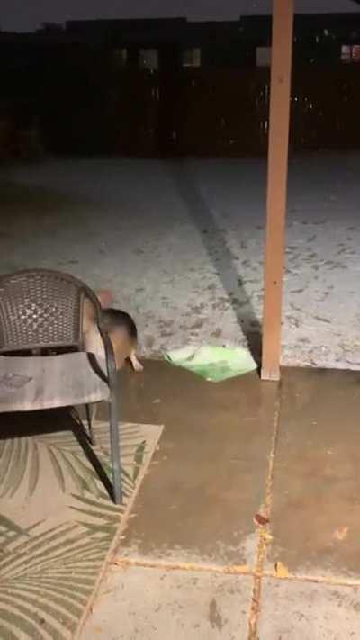 Potato sees snow for the first time