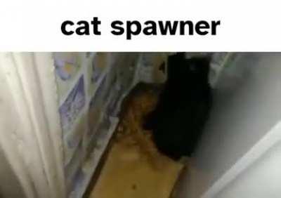 wunk spawner