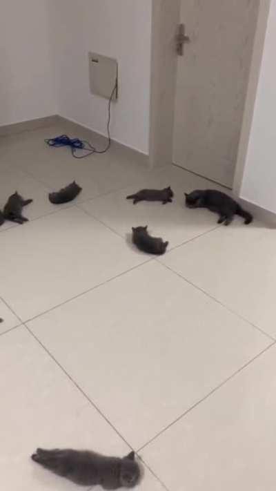 Cats enjoying the heated tile flooring