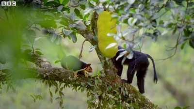 🔥 Lion-tailed Macaque slaps the Malabar Giant Squirrel to steal the fruit