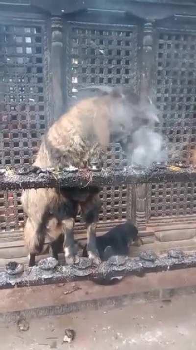 Goat in Nepal inhaling and exhaling smoke