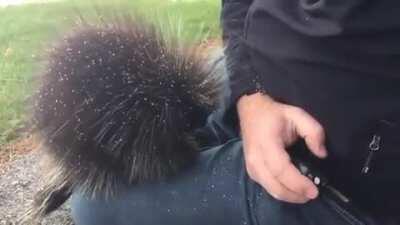 Poor porcupine just wants a hug