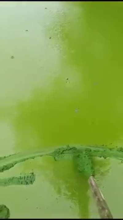 Ireland's largest lake is covered in a layer of thick green algae