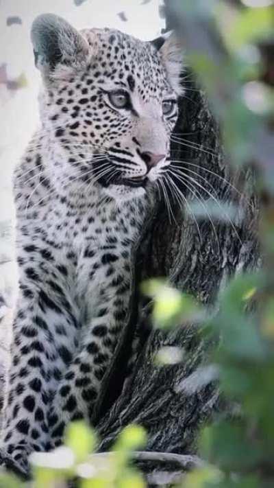 So Beautiful Big Cat