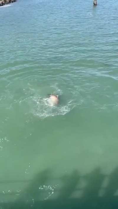 Gull tries to steal from Sea Lion and pays for it.