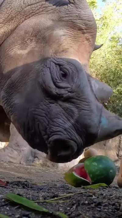 A Rhino gently crushing a Watermelon