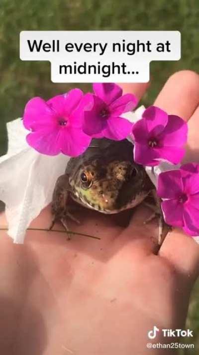 a beautiful frog