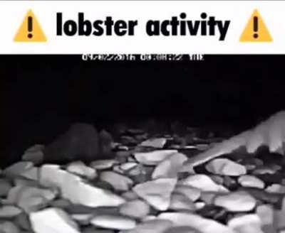 ⚠️ lobster activity ⚠️