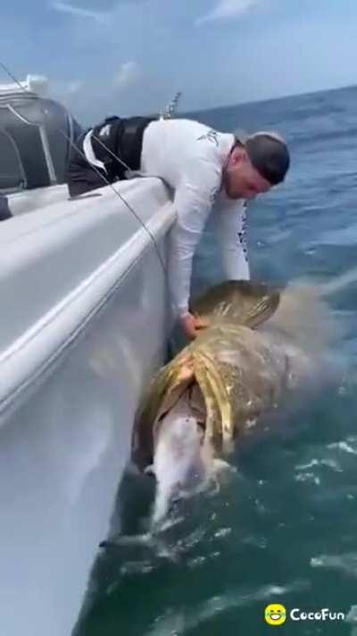 🔥 500 pound grouper fish.