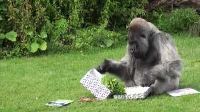 Nico the Silberback, celebrating his 56th birthday. One of the oldest silverbacks in the world at the time of his death, Nico lived long enough to turn wholly silver