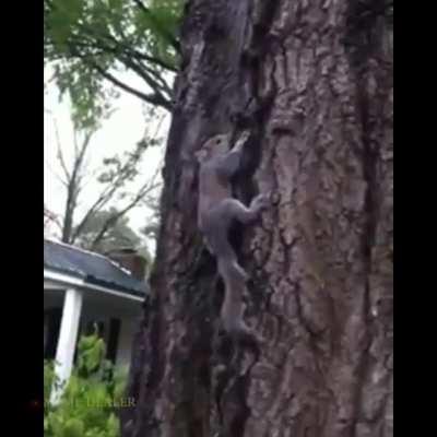 WCGW Letting rodent go lose when you own a cat...