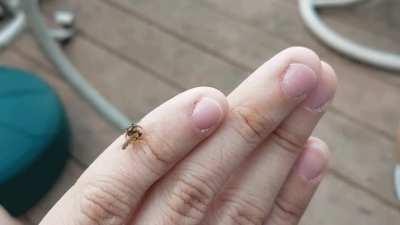 Guardian Spider, eternal protector of The Finger.