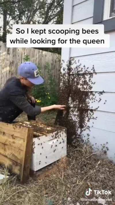 the bee lady scooping more bees (but explains how she does it)