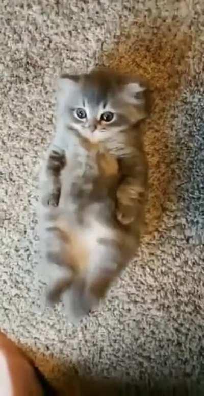 tiny cat demanding belly rubs