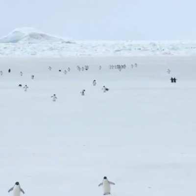 Penguins at 10x speed.