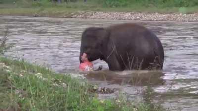 Baby elephant thought he was drowning