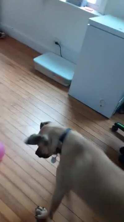 Doggo meets balloon first the first time