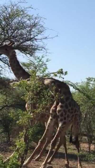 Giraffes fighting