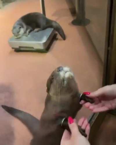 Petting the hands of an otter