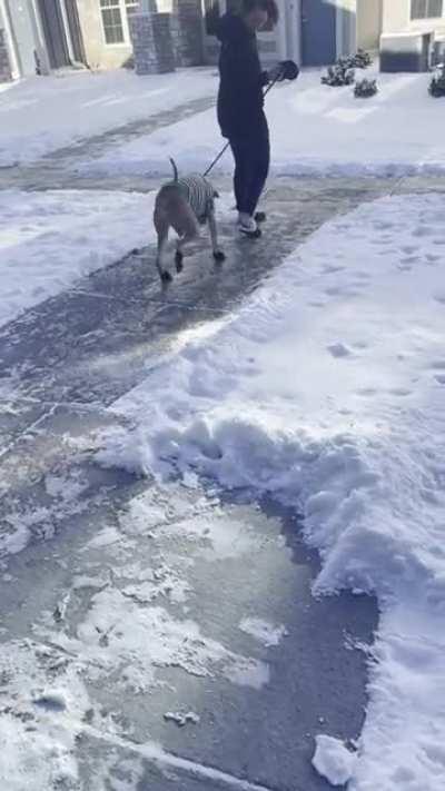 Tried to put snow shoes on our dog today…