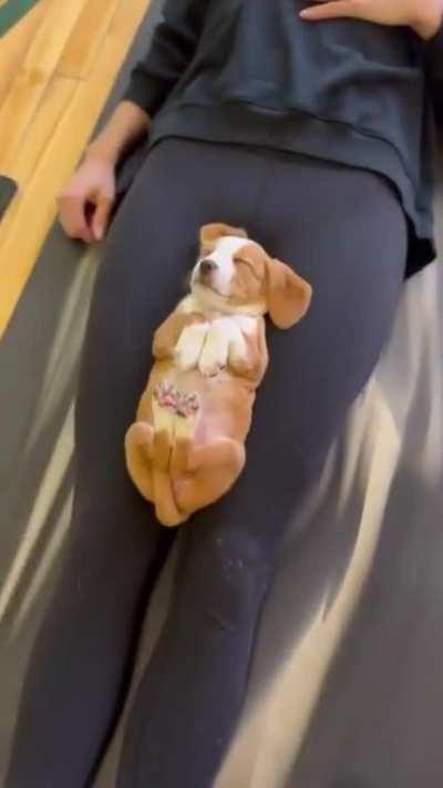 Puppy fall asleep during the meditation session.