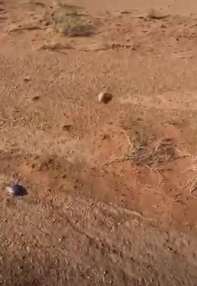 🔥 Lizard gets a little help finding its burrow 