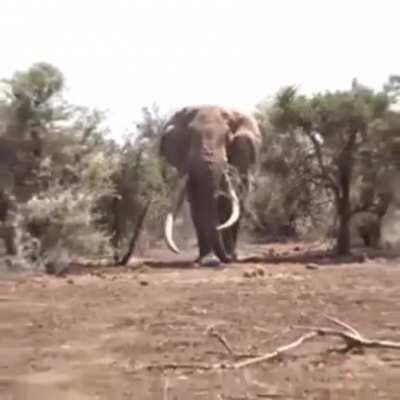 Largest Elephant in the world ,8000 kg weight ,TANZANIA.