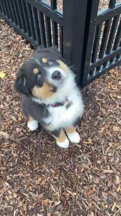 Meet my new Aussie pup, Moose!