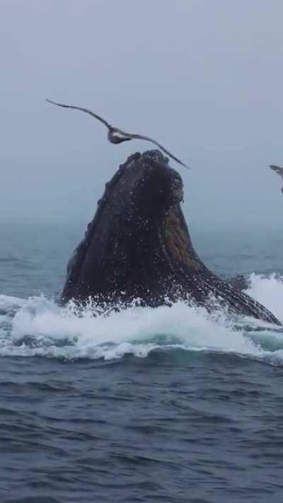 🔥 Majestic uprising of a whale