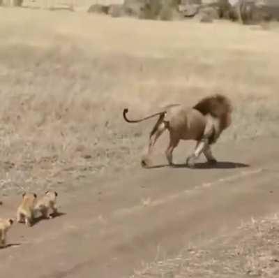 🔥 Huge lion trying to get away from his cubs