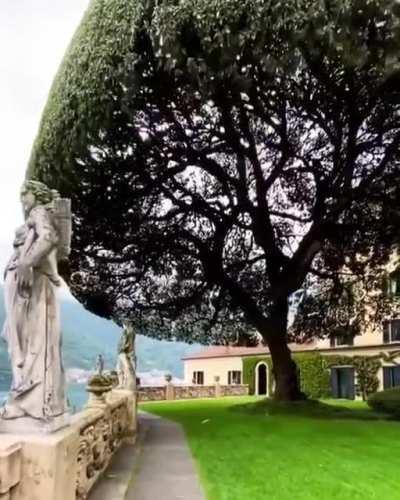 🔥 Umbrella tree