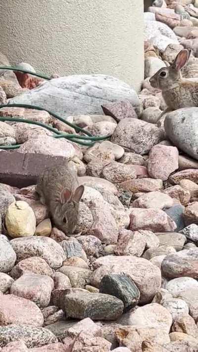 Baby bunny and his mama