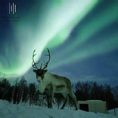 A Reindeer beneath the Northern Lights