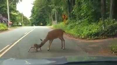 This little baby deer got so scared crossing the road from seeing the car approaching, it dropped down in the middle of the road and wouldn't move. After stopping and turning the car off to help them calm down, the mama deer cautiously came to the rescue.