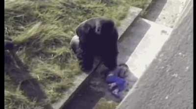 Silverback gorilla comforts a child who fell into an enclosure instead of displaying violent behavior