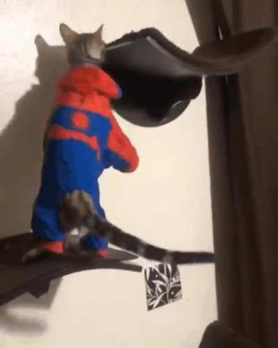 Spider-cat