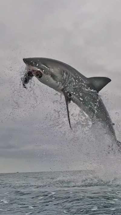 🔥 Great White Shark hits a decoy (Video courtesy of Discovery)