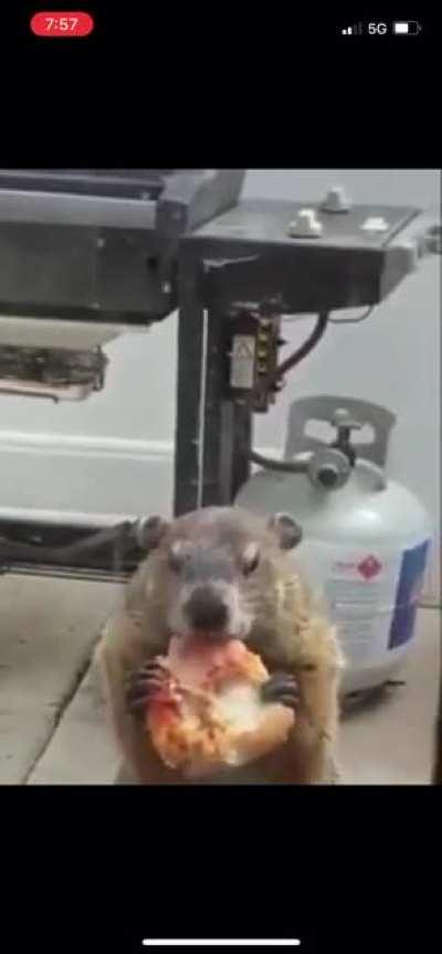 Ever seen a groundhog taunt a dog by eating pizza?