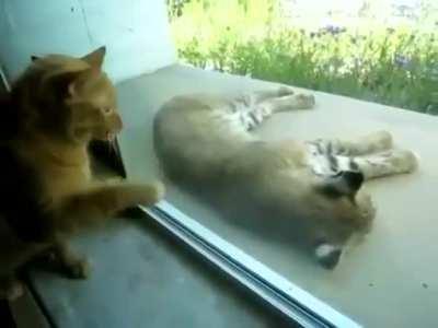 Lynx that fell asleep on a porch gets woken up by its tiny doppelgänger