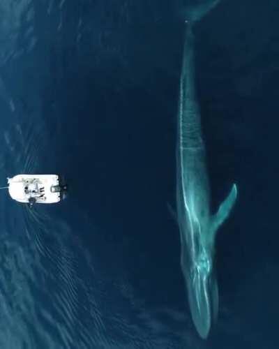 🔥 The Blue Whale is the largest animal to ever live. Pleasure craft for scale.