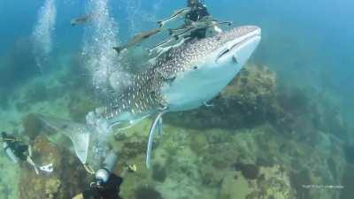 Juvenile whale shark eating bubbles and frolicking in them